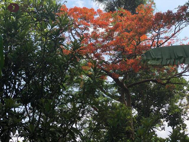 #1166 - Chácara para Venda em Limeira - SP - 3