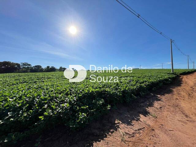 #1388 - Sítio para Venda em Conchal - SP - 3